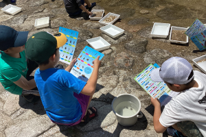 水生生物の調査